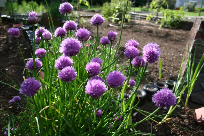 Purple chive flowers in bloom in a vegetable garden.