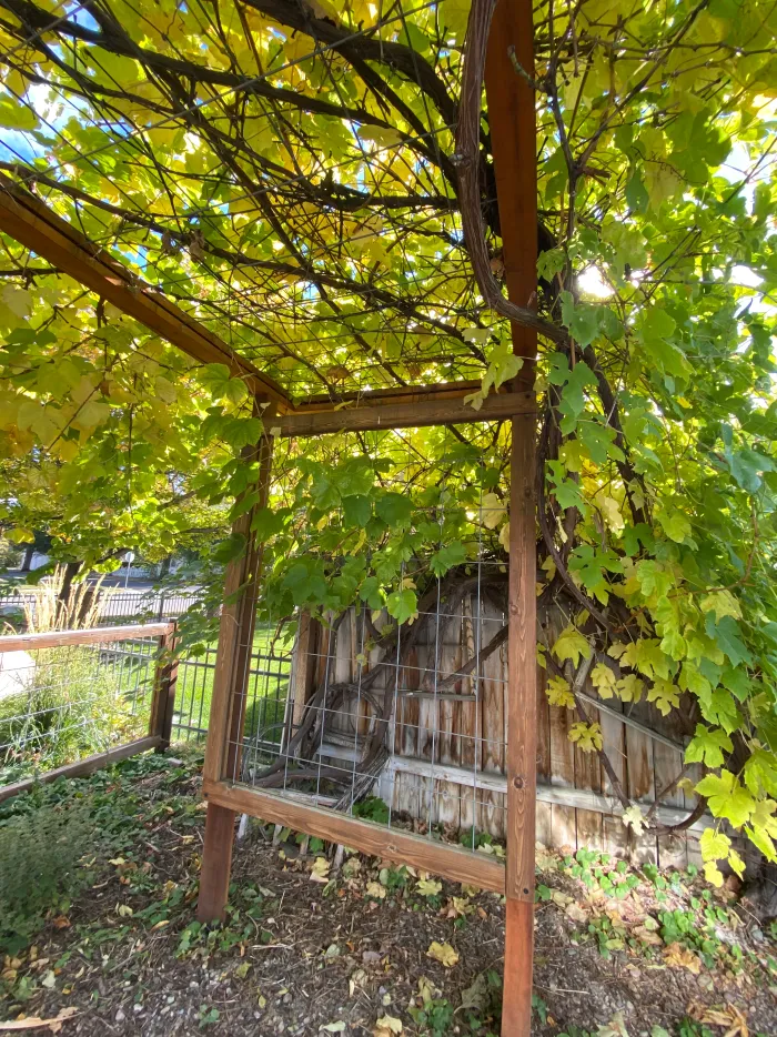 Grapevines growing thickly over a pergola frame beside a wooden shed.